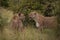 Two lionesses stand in grass among bushes