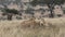 Two lionesses standing in the savannah looking for a prey