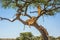 Two lionesses and three cubs in tree