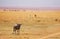 Two lionesses trailing wildebeest breaking a herd