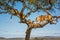 Two lionesses in tree with four cubs