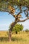 Two lionesses and two cubs climb tree