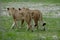 Two Lionesses walking away in synchrony