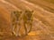 Two lionesses walking on the road in the national park. Kenya. Tanzania. Maasai Mara. Serengeti.