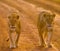 Two lionesses walking on the road in the national park. Kenya. Tanzania. Maasai Mara. Serengeti.