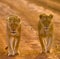 Two lionesses walking on the road in the national park. Kenya. Tanzania. Maasai Mara. Serengeti.