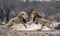 Two lions engage in a fierce fight Creating using generative AI