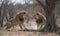 Two lions fiercely battling over a kill Creating using generative AI tools