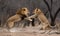 Two lions fiercely fighting for their pride Creating using generative AI tools