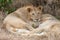 Two lions laying together in the grasslands on the Masai Mara, Kenya Africa