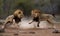 Two lions lock jaws in a brutal fight Creating using generative AI tools