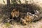 Two lions lying, Serengeti, Tanzania