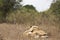 Two lions male and female caress and hug each other