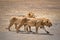 Two lions in the Ngorongoro crater