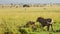 Two lions play fighting with amazing beautiful African Maasai Mara National Reserve in the backgroun