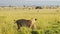Two lions play fighting with amazing beautiful African Maasai Mara National Reserve in the backgroun