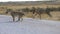 Two lions playing while crossing a road in Etosha, Namibia.