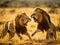 Two lions playing with each National Maasai Serengeti