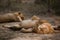 Two lions resting, one exposing his belly.