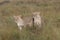 Two lions sitting in grasslands on the Masai Mara, Kenya Africa