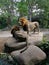 Two lions sitting and standing on stones