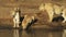 Two lions watch as a third drinks water in masai mara, kenya