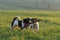 Two litte Jack Russell Terrier dogs run together across a green meadow and play and fight with a big branch