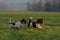 Two litte Jack Russell Terrier dogs run together across a green meadow and play and fight with a big branch