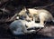 Two little baby wolf just taking a nap