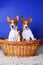 Two little Basenji puppys