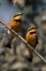 Two little bee-eaters on branch in sunshine