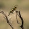 Two Little bee-eaters perched on a branch, Serengeti, Tanzania