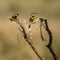 Two Little bee-eaters perched on a branch, Serengeti, Tanzania