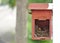 Two little black oriental magpie robin birds lay down on small cozy brown wood nest in old rusty red mailbox hanging on white wall