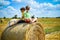 Two little boy stand among round haystack. Field with round bale