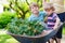 Two little boys having fun in a wheelbarrow pushing by mother