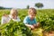 Two little boys on organic strawberry farm