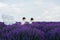 Two little boys run through lavender field with white balloons, sunny day,