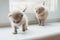 Two little bright Scottish kitten play on a white windowsill. Place for text