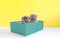 Two little bright Scottish kitten is sitting in a blue box on a yellow background. Animal models. Kitten. Greeting card cat. place