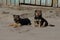 Two little brown dogs are lying on the gray sand road