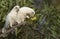 Two Little Corellas feeding on a melon