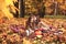 Two little cute girls plays in the autumn leaves in park