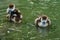 Two little cute goslings on lake