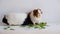 Two little cute guinea pigs are favorite pets. Pet care concept.