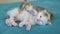 Two little cute kittens sleeping play on the bed. little cats play on the bed. Home pets. Animal care. Love and