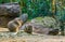 Two little cute prairie dogs nibbling on some food in a sandy landscape with rocks adorable rodent animal portrait