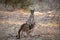 Two little cute wild kangaroos graze in the forest, stand among trees