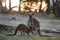 Two little cute wild kangaroos graze in the forest, stand among trees