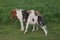 Two little Dartmoor Foals